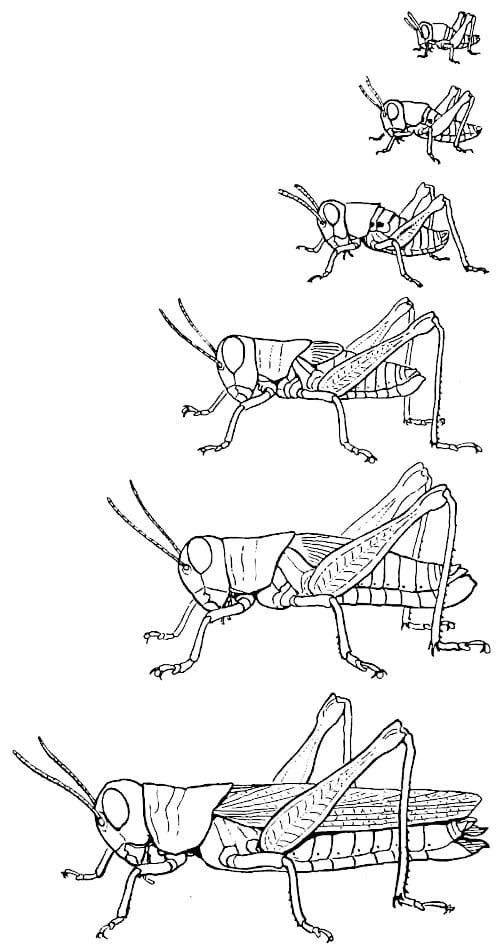 El saltamontes (por R. E. Snodgrass) 10 Un joven saltamontes, o ninfa, en el segundo estadio tras la eclosión