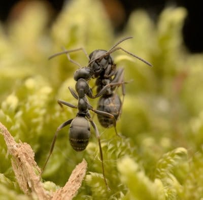 Formica fusca Pareja de Formica fusca dialogando