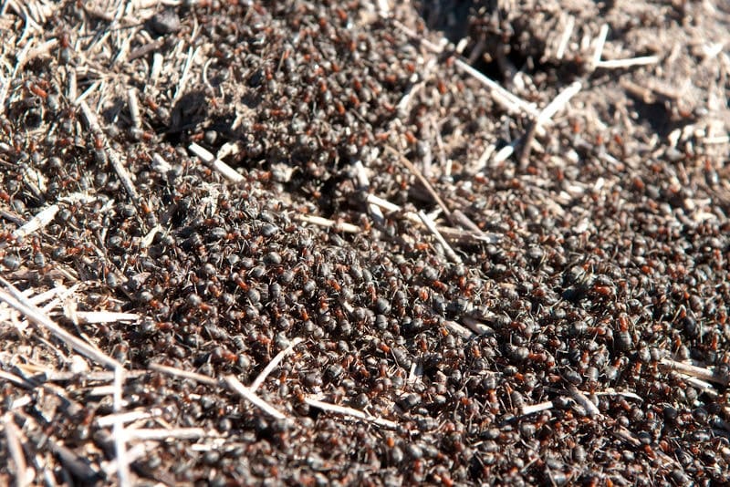 Formica rufa Formica rufa (marabunta)