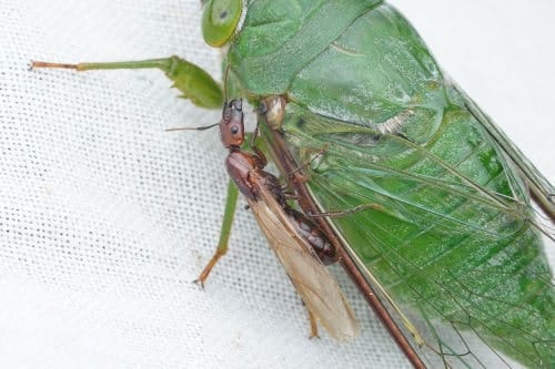 Hormiga Camponotus quadrisectus con cigarra verde Hormiga Camponotus quadrisectus con cigarra verde