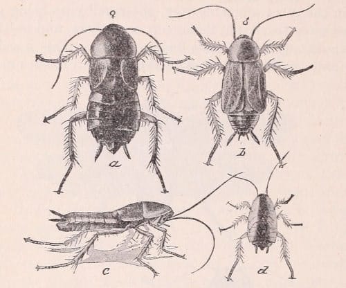 house cockroaches Lámina antigua con cucarachas para Cucarachas domésticas