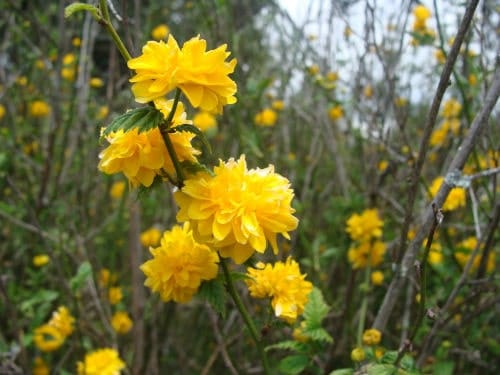 Rosal amarillo Kerria japonica Rosal amarillo Kerria japonica en flor