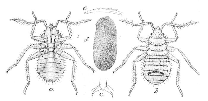 Larva y huevos de la chinche Larva y huevos de la chinche