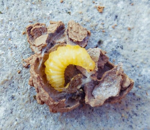 Larva de avispa Eumenes Larva de avispa Eumenes