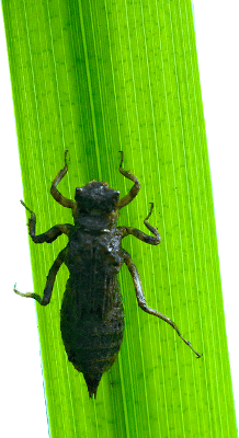 Larva de libélula Larva de libélula sobre hoja