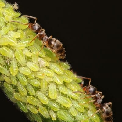Lasius americanus Lasius americanus (con pulgones)