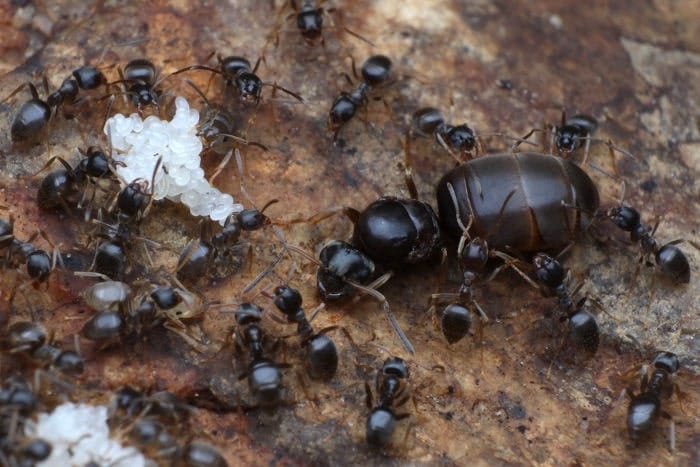 Lasius americanus reina Lasius americanus (reina con huevos)