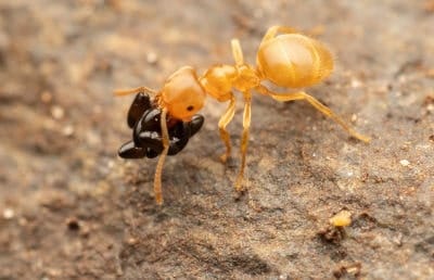 Lasius flavus Lasius flavus transportando huevos negros