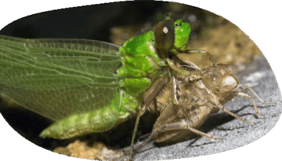 Libélula eclosionando Erythemis simplicicollis saliendo de la exuvia