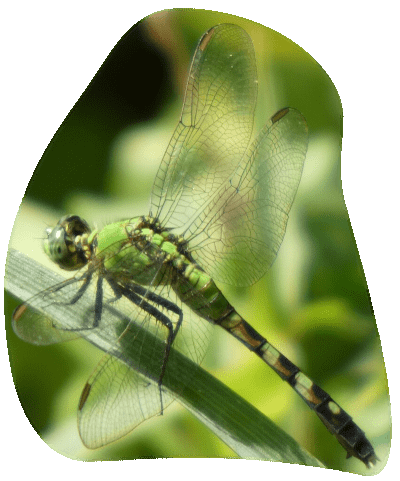 Erythemis simplicicollisNymphaea odorata Erythemis simplicicollis posada sobre una rama