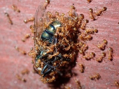 Pheidole megacephala Pheidole megacephala (obrera cabezona)