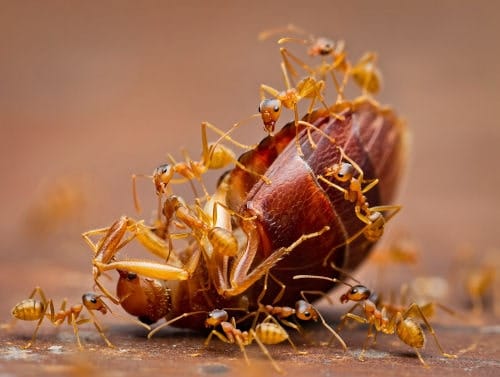 Monomorium pharaonis vs. Cimex lectularius Hormigas Monomorium pharaonis atacando a una chinche