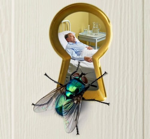Mosca mirando por el ojo de una cerradura Mosca mirando por el ojo de una cerradura