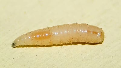 Cresa de mosca doméstica Cresa de mosca doméstica