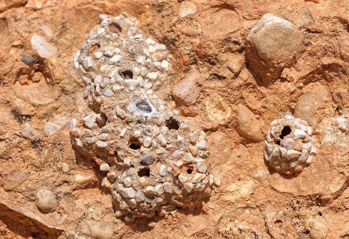 Nido de avispa Katamenes Nido construido de barro y piedras de avispa Katamenes