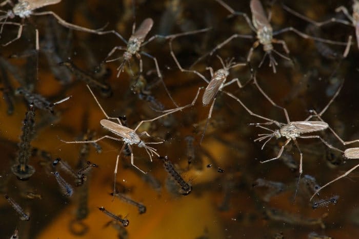 Opifex fuscus Opifex fuscus en la charca con sus larvas