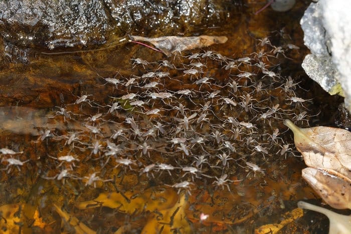Opifex fuscus Opifex fuscus, enjambre en una charca