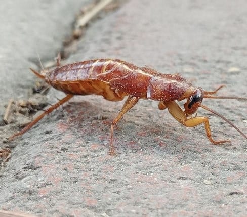 Periplaneta americana joven Periplaneta americana joven