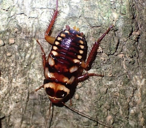 Periplaneta australiasiae Periplaneta australiasiae joven