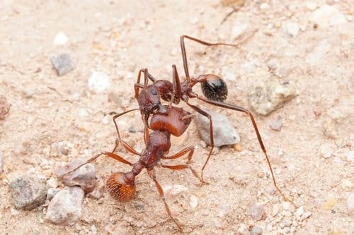 Pogonomyrmex barbatus pelea con Novomessor cockerelli Pogonomyrmex barbatus pelea con Novomessor cockerelli