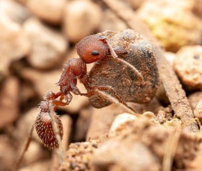 Pogonomyrmex occidentalis Pogonomyrmex occidentalis levantando roca