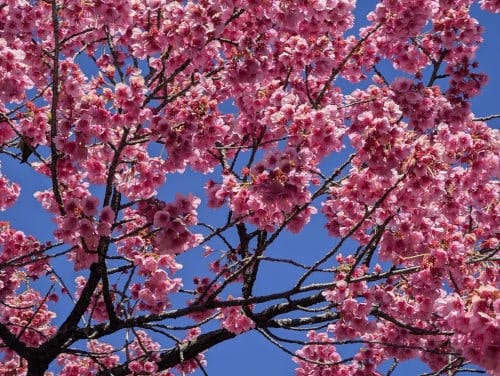 Cerezo de flor japonés Prunus serrulata Cerezo de flor japonés Prunus serrulata en flor