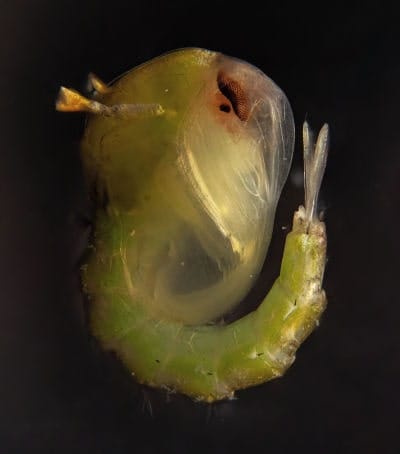 Pupa de mosquito Pupa de mosquito vista bajo el microscopio