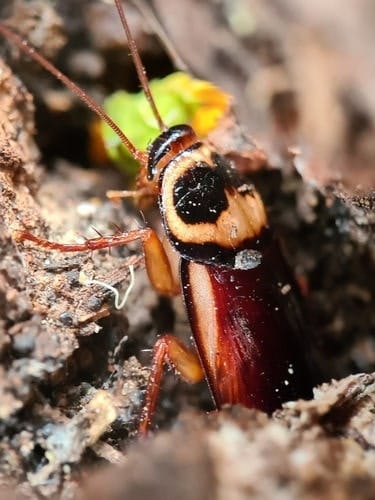 Periplaneta australiasiae Periplaneta australiasiae saliendo del suelo