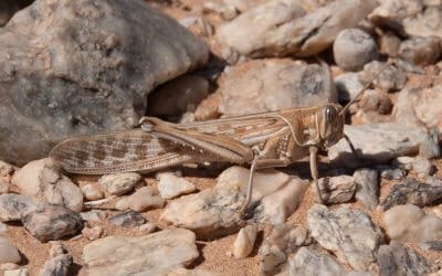 Schistocerca gregaria Schistocerca gregaria (langosta del desierto)